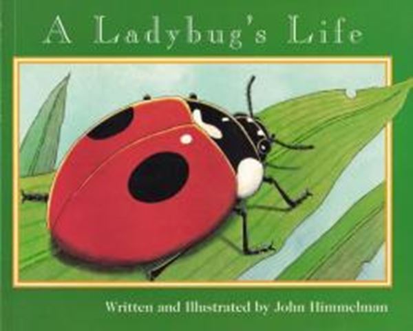 Picture of A LADYBUGS LIFE